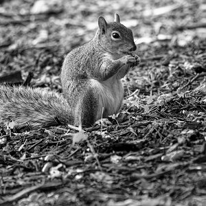 Squirrel Enjoying an Afternoon Snack.jpeg