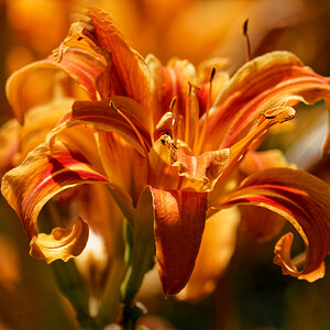 Brilliant Orange Tigerlily.jpeg