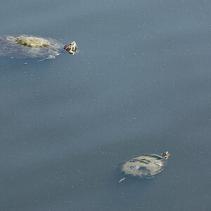 Mom and Her Offspring Turtleing Along.jpeg