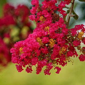 Brilliant Pink Crepe Myrtle Twins.jpeg