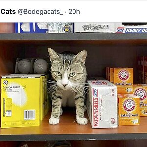 bodega kitty sez get over it.jpg