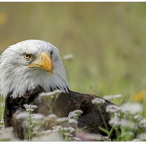 eagle in te flowers (photo credit Albert Beukof).jpg