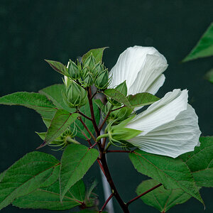 White Aquatic Blossoms and More on the Way.jpeg