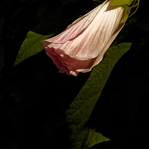 Pink Bell-Shaped Blossom.jpeg