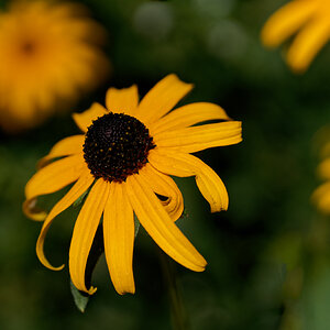 Black-Eyed Susan Smiling at the Sun.jpeg