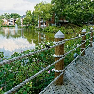 Flowers on the Boardwalk....and a Bird.jpeg