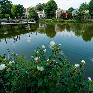 Flowers Framing the Lake.jpeg