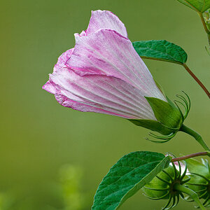 Water Hibiscus in Bloom.jpeg