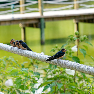 Three Chatting on the Rope.jpeg