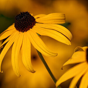 Sunny Yellow Summertime Flowers.jpeg