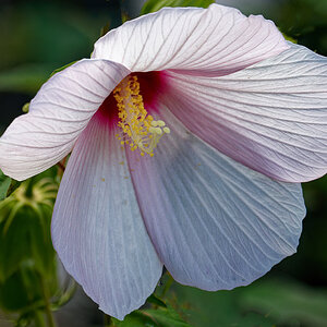 Hibiscus in All its Glory.jpeg