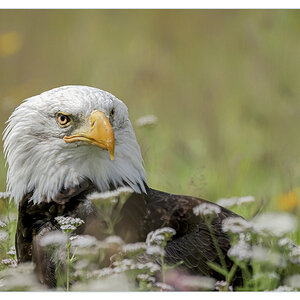 uh, wut? (eagle photo by Albert Beukhof).jpg