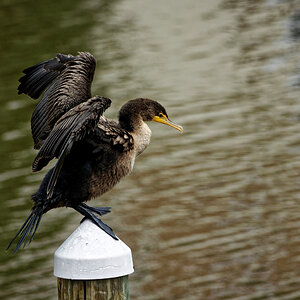 Morrey Displaying His Wings.jpeg