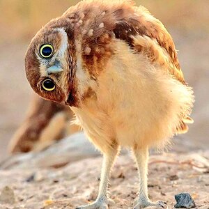 burrowing owl.jpg