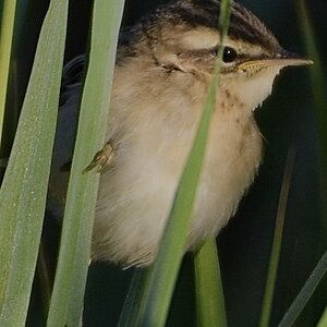 juvie sedge warbler.jpg