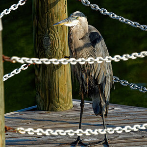 Alfred on the Pier, Early Morning.jpeg