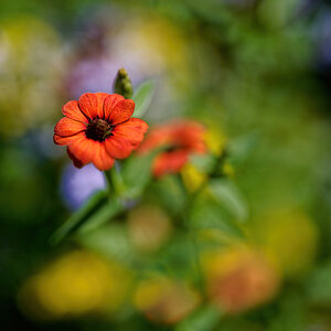 Orange in a Sea of Color.jpg