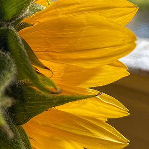 Sunflower Looking Out the Window.jpeg