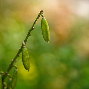 Green Buds Surrounded by Color.jpeg