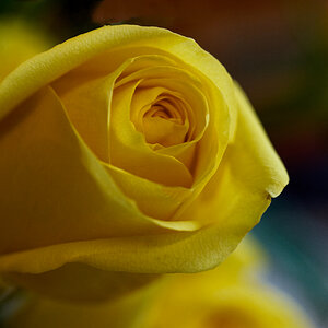 Yellow Rose.jpeg