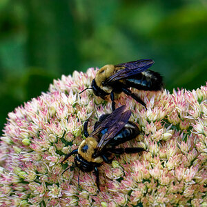 Enjoying a Meal on the Flowers.jpeg