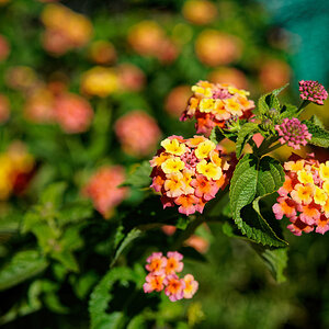 Colorful Autumn Flowers.jpeg