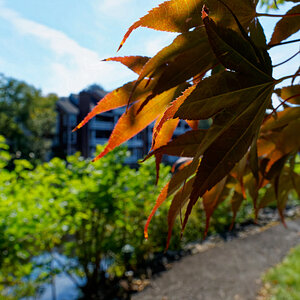 Red-and-Gold Leaves.jpeg