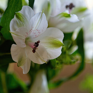 White Flower With Pink Accents .jpg