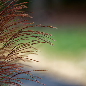 Ornamental Grasses.jpeg