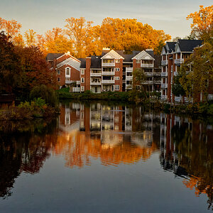 Golden Light, Golden Trees.jpeg