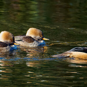 Male Hooded Merganser With Two Female Followers.jpeg