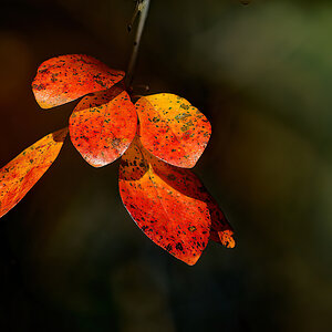 Brilliant Autumn Leaves.jpeg