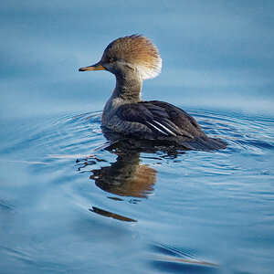 Female Hooded Merganser.jpeg