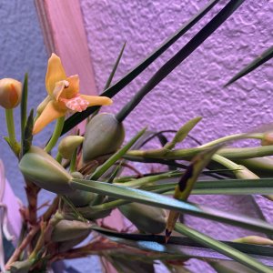 IMG_4203.jpeg