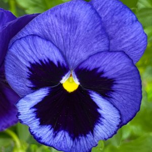 Sweet Pansy Face.jpeg