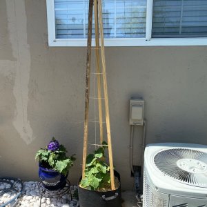 IMG_6007.jpeg