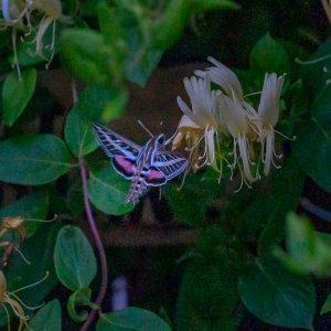DSC06804_moth.jpg