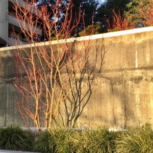 IMG_4639.jpg