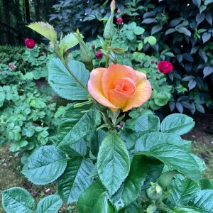 IMG_1178.jpg