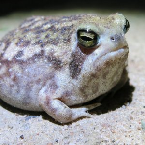 Breviceps-adspersus-adspersus.jpg