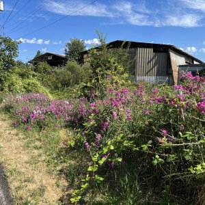 IMG_0362.jpeg