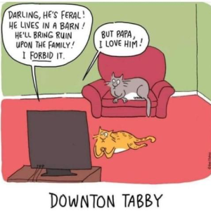 downton tabby.png