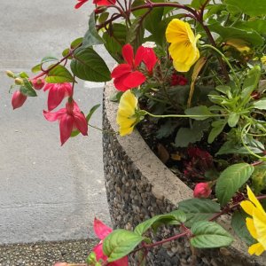 IMG_1918.jpg