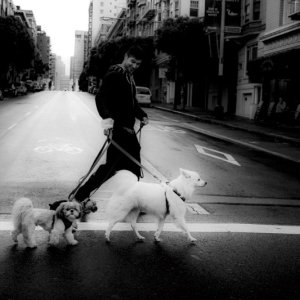 Dogs_crossing_10_30_10.jpg