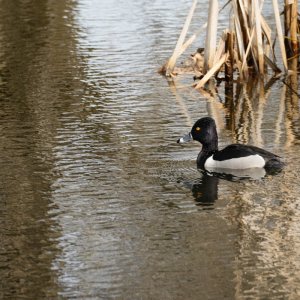 Ring necked duck.jpeg