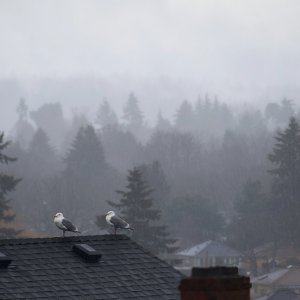 Rain seagulls.jpeg