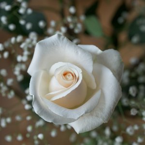 White rose.jpeg