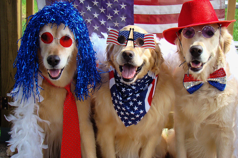 4th july dogs_2019.jpg