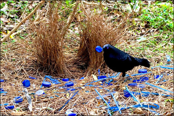 62710-bowerbird.jpg