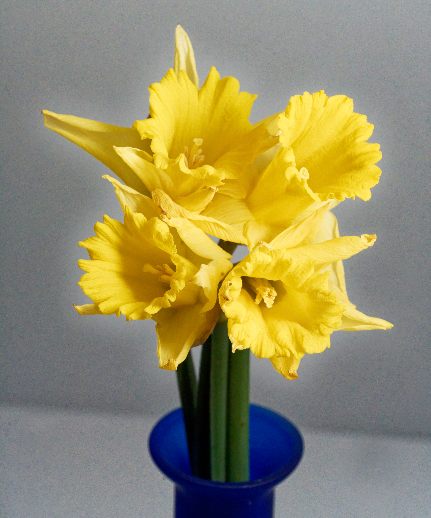 A Cluster of Daffodils.jpeg